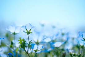 blue flowers